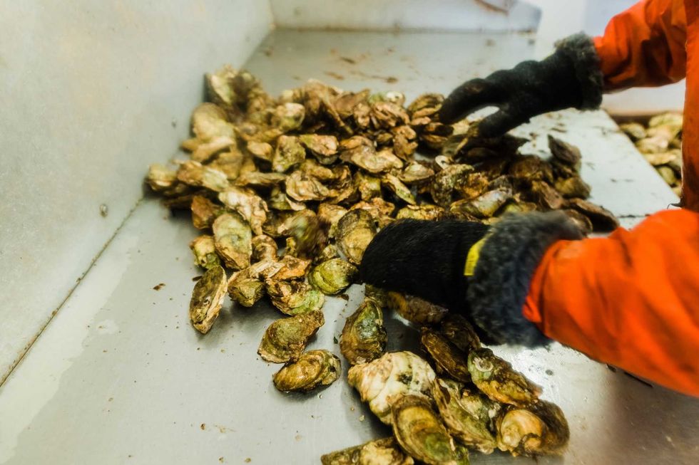 Des hu\u00eetres de marque Five Star Shellfish Inc.