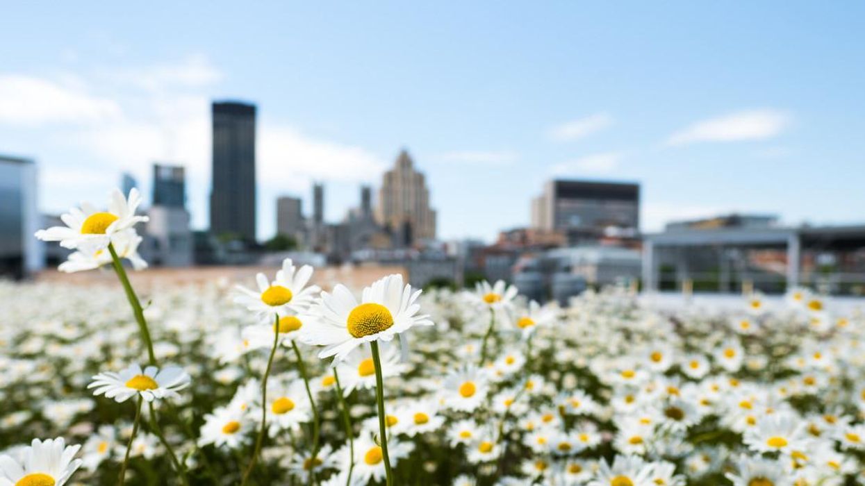 Des marguerites durant le printemps à Montréal.