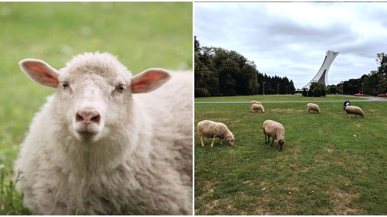 Des moutons seront au parc Maisonneuve à Montréal cet été