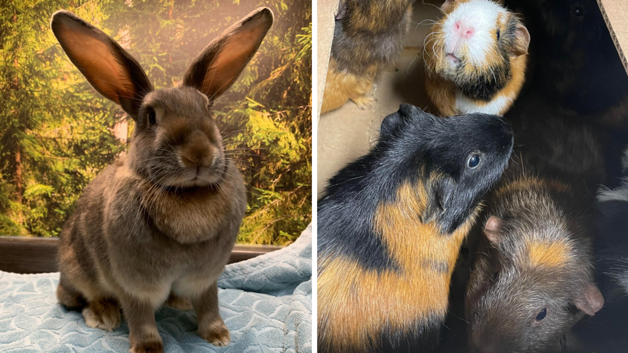 Des petits animaux qui sont à adopter à la SPCA.