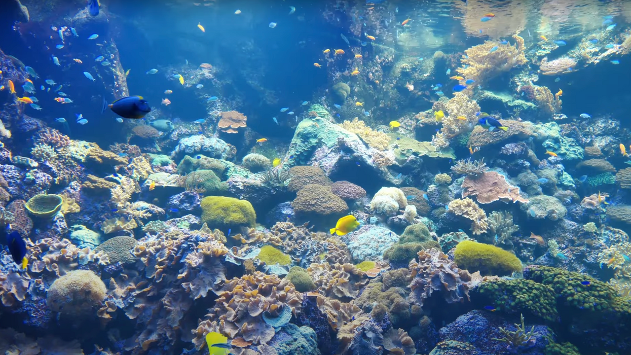 Des poissons dans un aquarium.