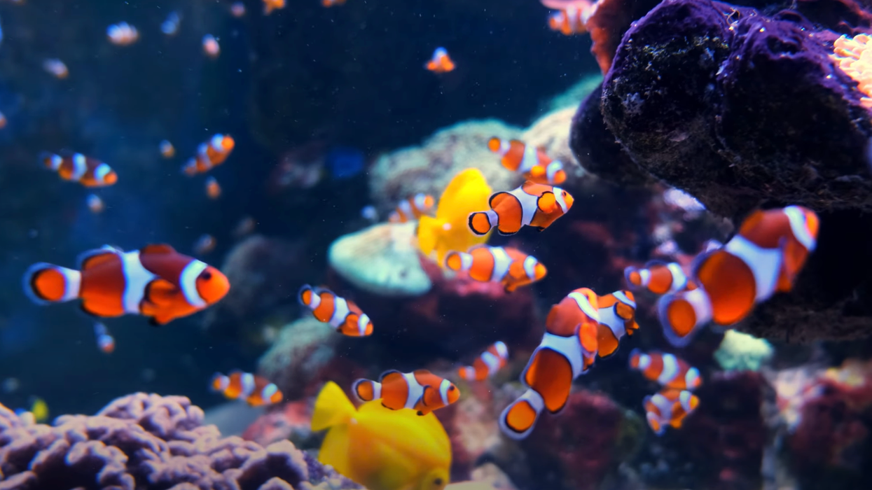 Des poissons dans un aquarium.