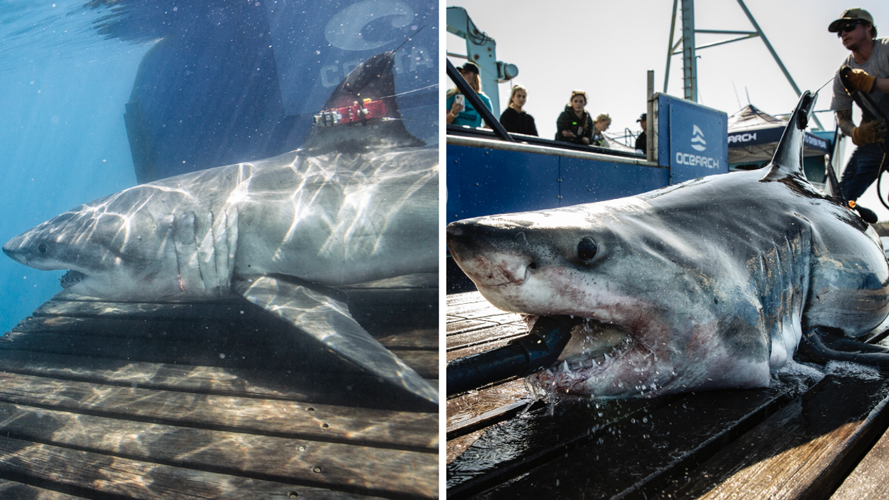 Des requins blancs.
