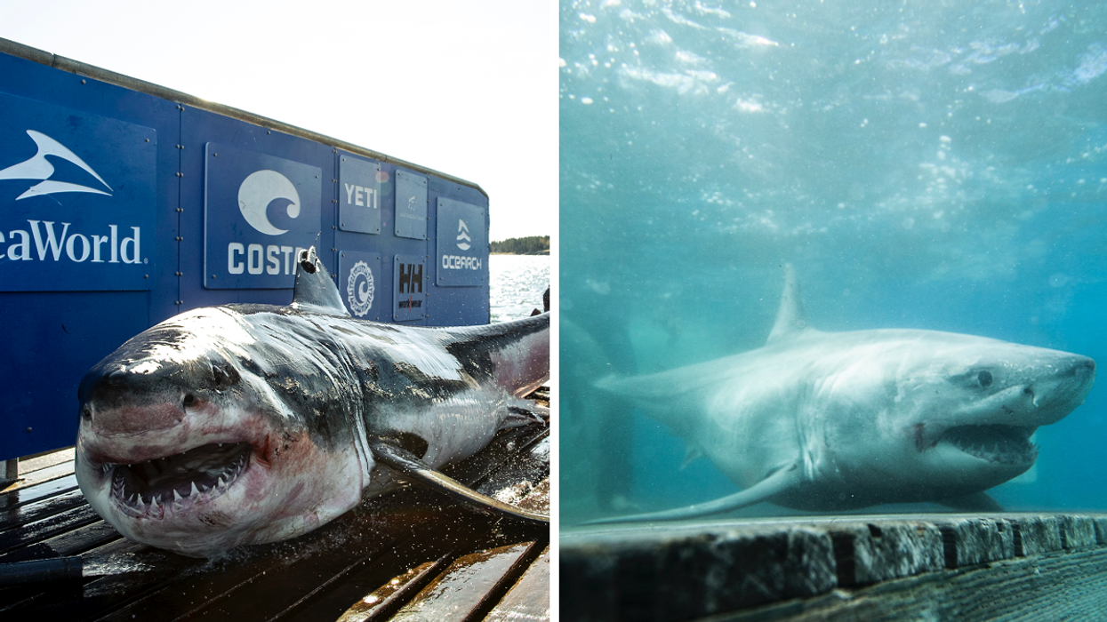 Des requins blancs.