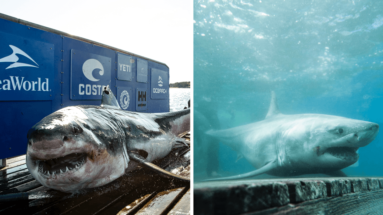 Requin Riviere 2 requins blancs ont été aperçus dans les eaux canadiennes ce 21 août ...