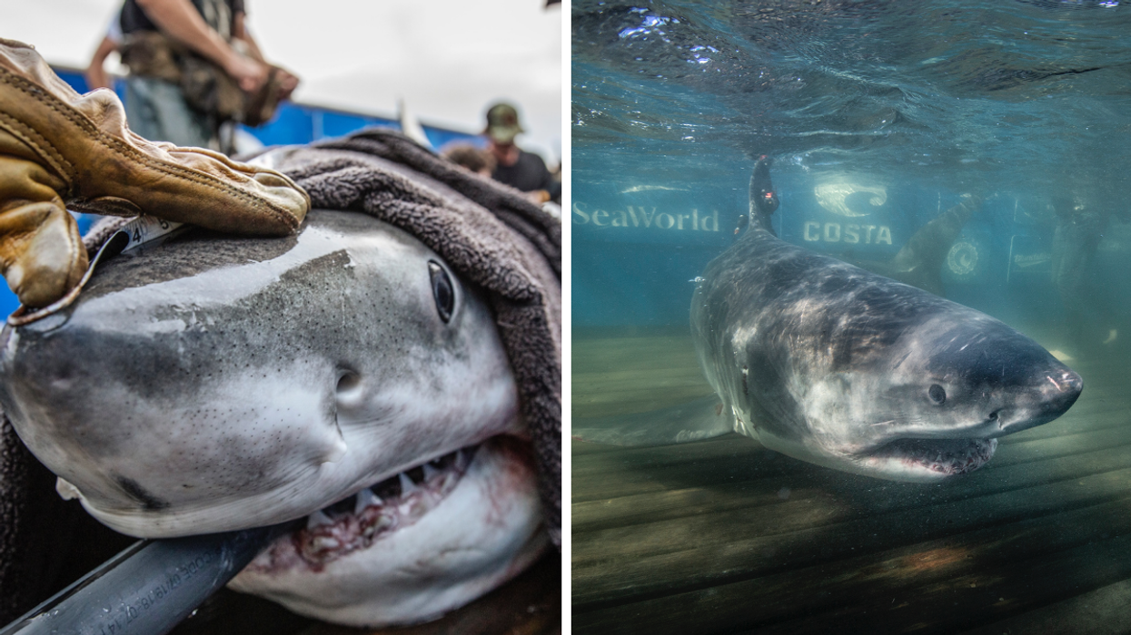 Des requins blancs.