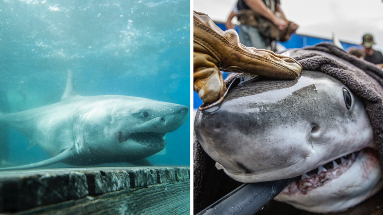 Des requins blancs.