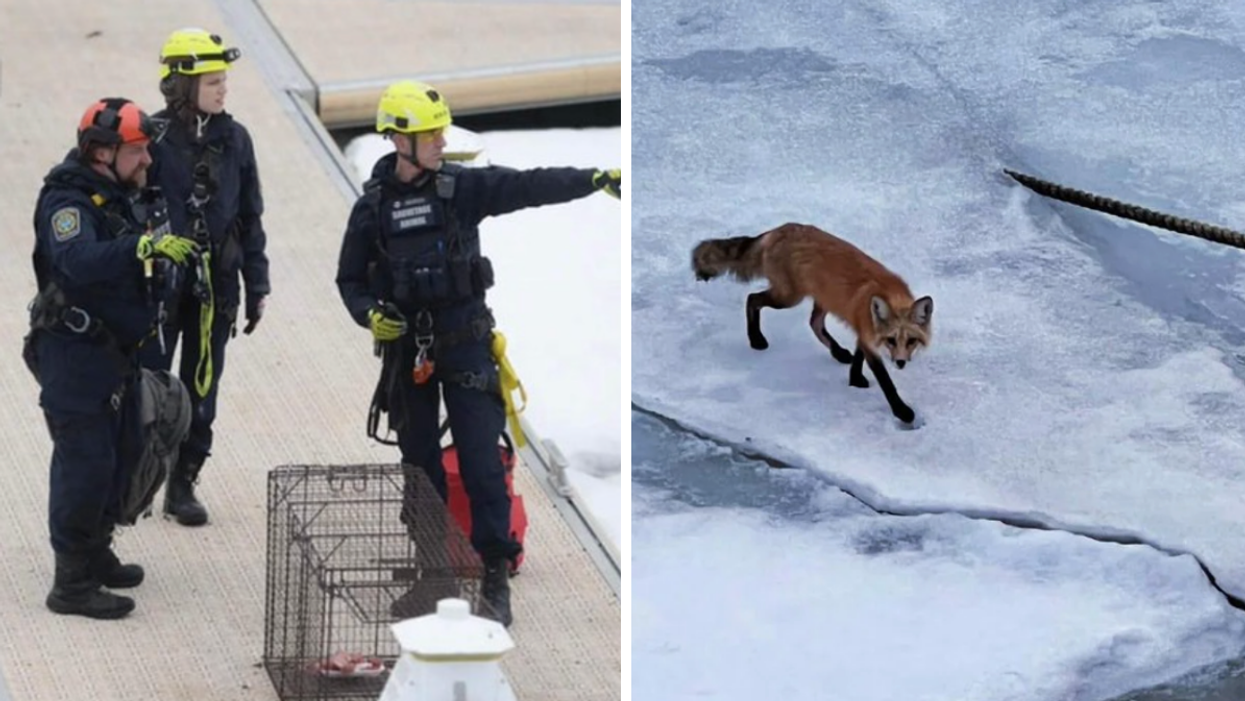 Des sauveteurs tentent de secourir le renard pris au piège. Droite : le renard.