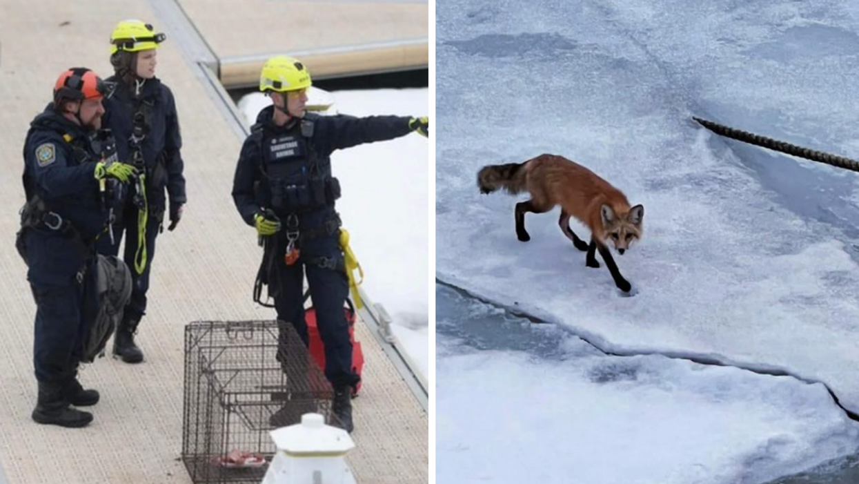 Des sauveteurs tentent de secourir le renard pris au piège. Droite : le renard.