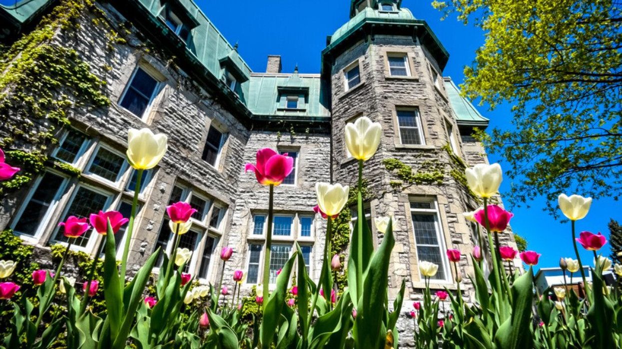 Des tulipes devant un bâtiment au Québec.