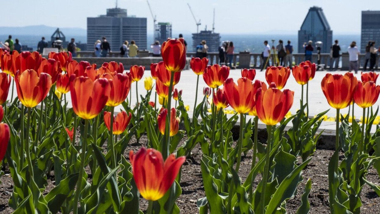 Des tulipes du belvédère Kondiaronk à Montréal.