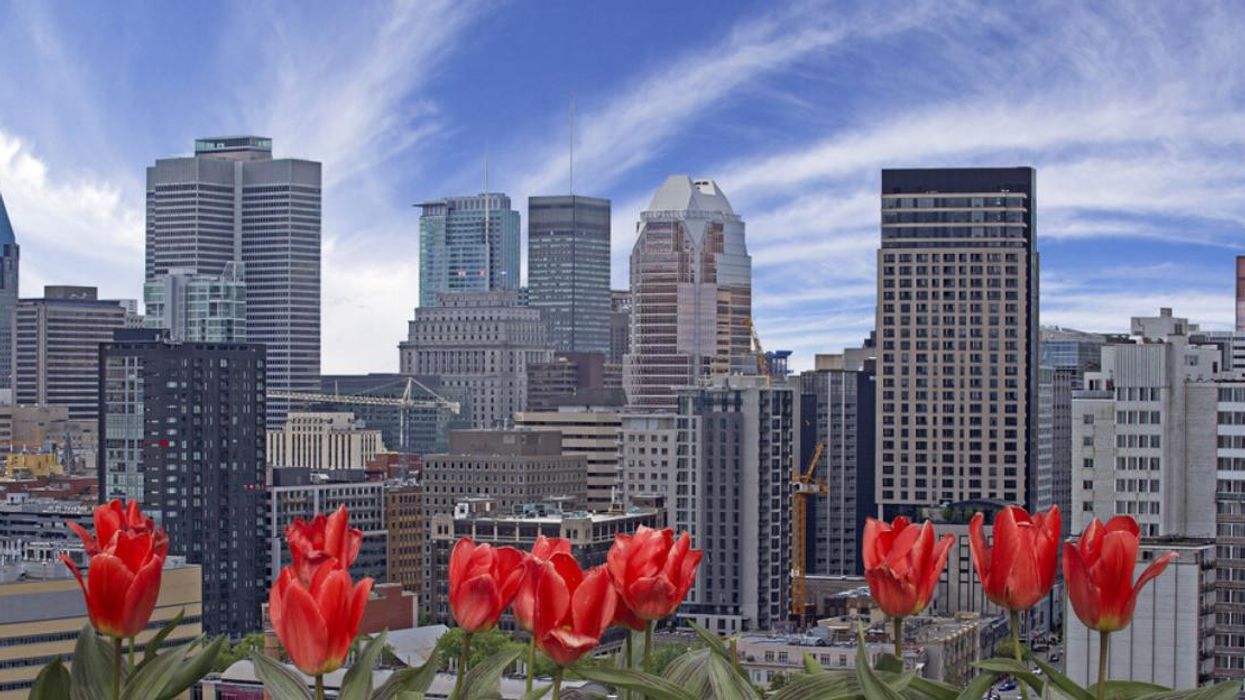 Des tulipes rouges avec les immeubles de la ville en arrièere-plan au printemps à Montréal.
