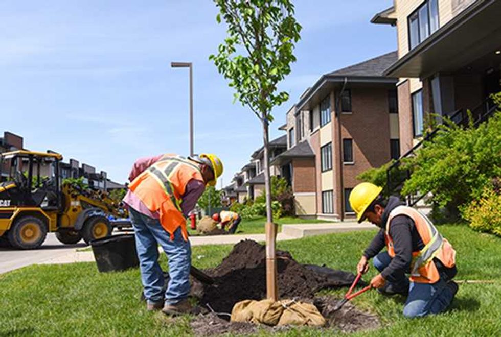 Deux employ\u00e9s de la Ville de Qu\u00e9bec qui plantent un arbre devant une r\u00e9sidence.