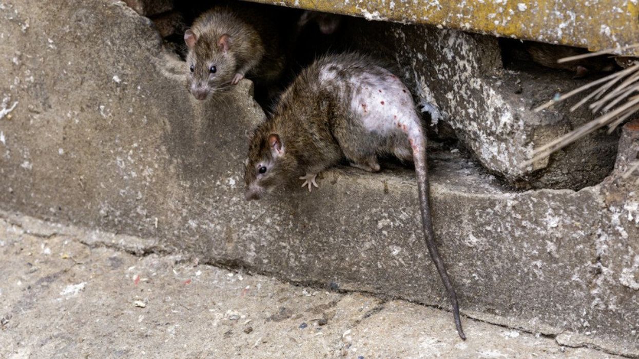 Deux rats bruns sortent d'un trou dans la voie publique.