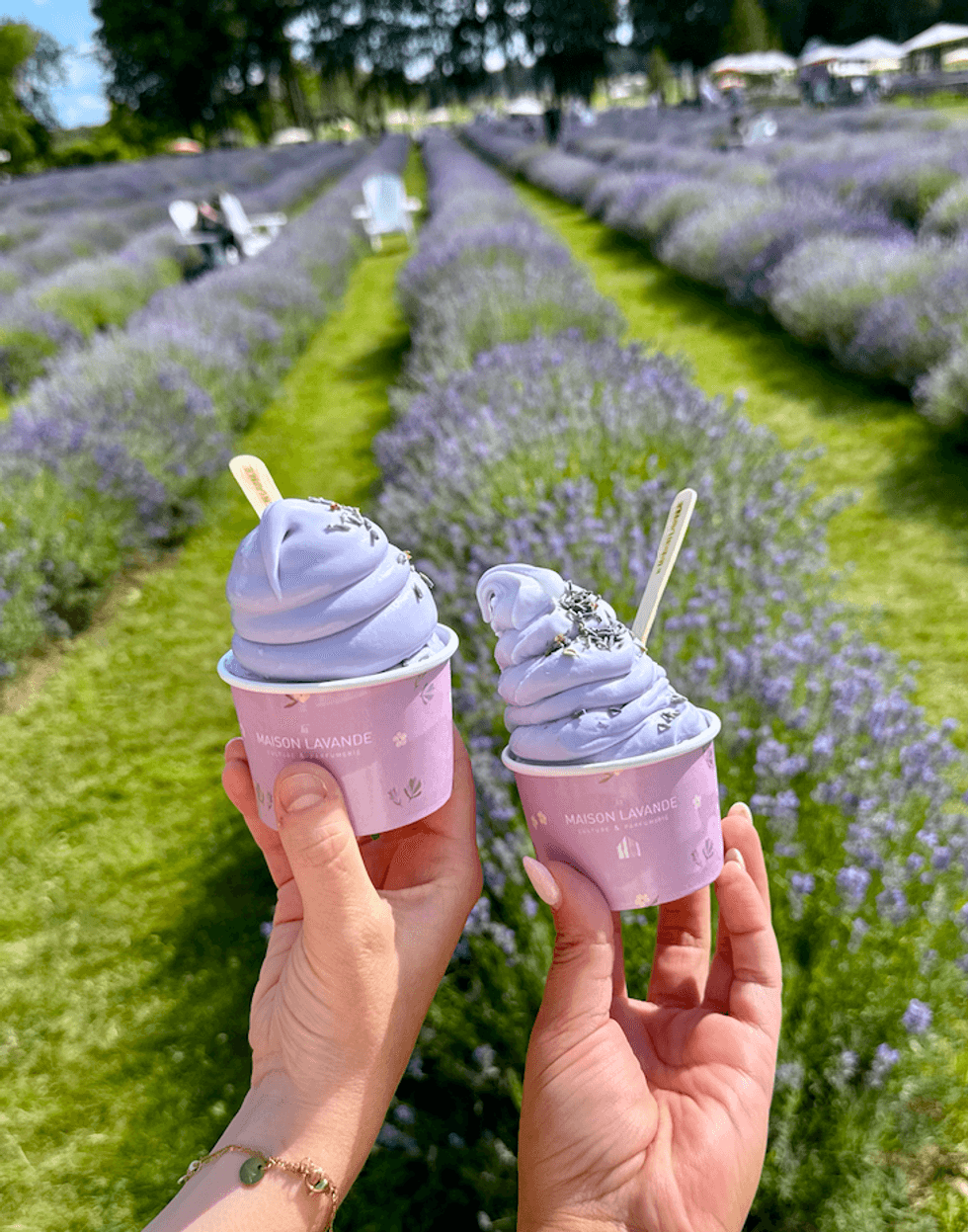 Deux yogourts glac\u00e9s \u00e0 la lavande de la Maison Lavande.