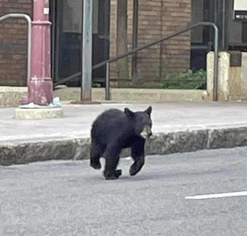 Deuxi\u00e8me ours noir.