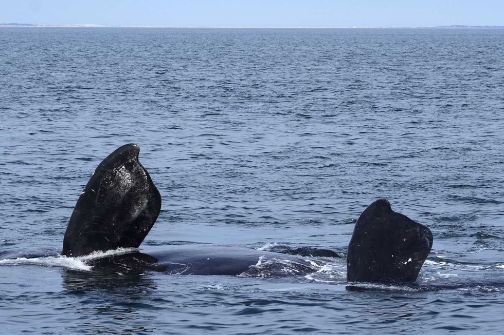 DFO memo weary of U.S. policy on endangered whales