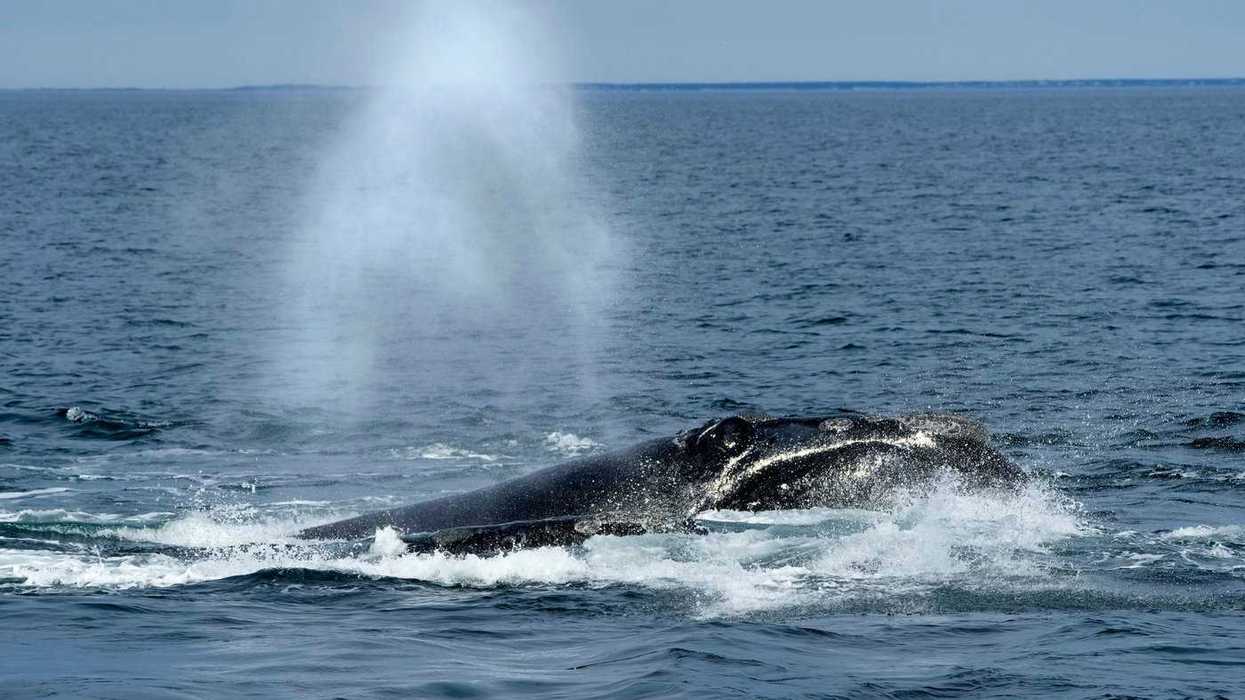 DFO memo weary of U.S. policy on endangered whales