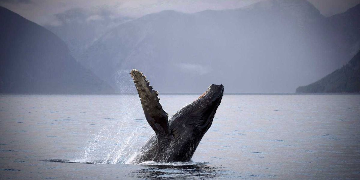 Two fisheries officers injured when vessel collides with humpback whale in B.C. Two fisheries officers injured when vessel collides with humpback whale in B.C.