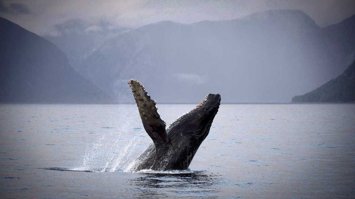 DFO officers injured in B.C. collision with whale
