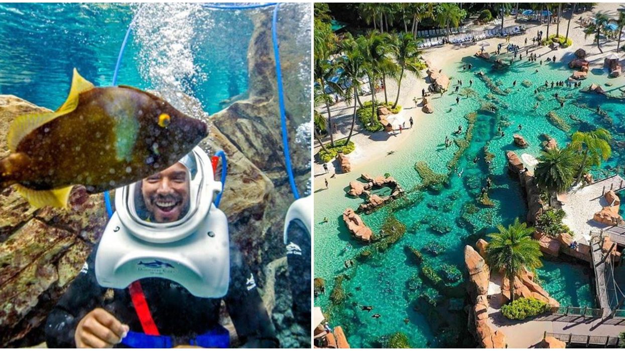 Discovery Cove Offering Florida Residents Discounts And Free Drinks This Summer