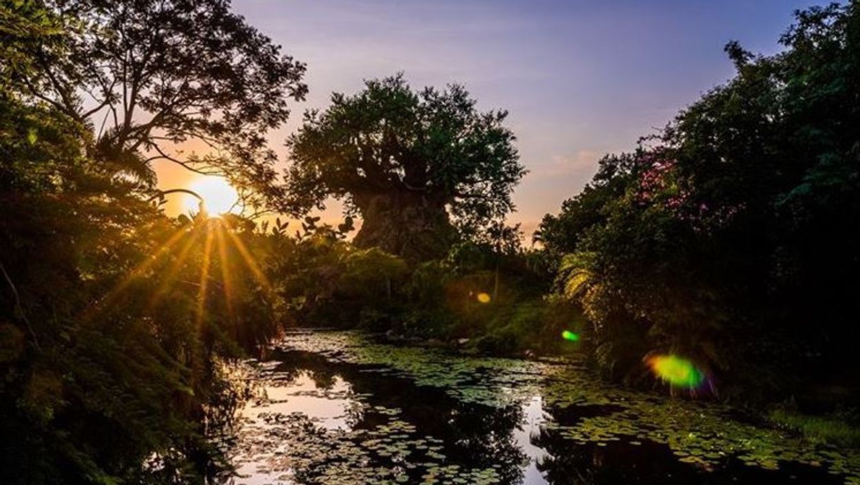 Disney World Animal Kingdom Disney+ New Docuseries Gives A Magical Look At The Park