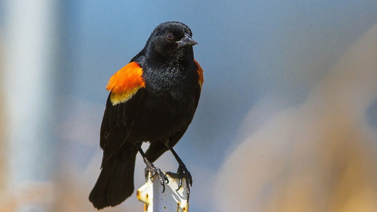 Dive Bomber Dave, Toronto's Aggressive Red-Winged Blackbird, Now Has A TikTok Account