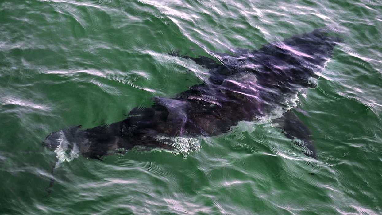 Diver hospitalized after shark encounter off Percé