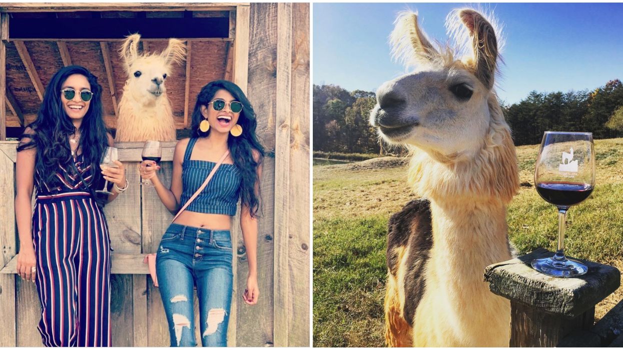 Divine Llama Vineyards In North Carolina Is The Cutest Spot For Wine Lovers