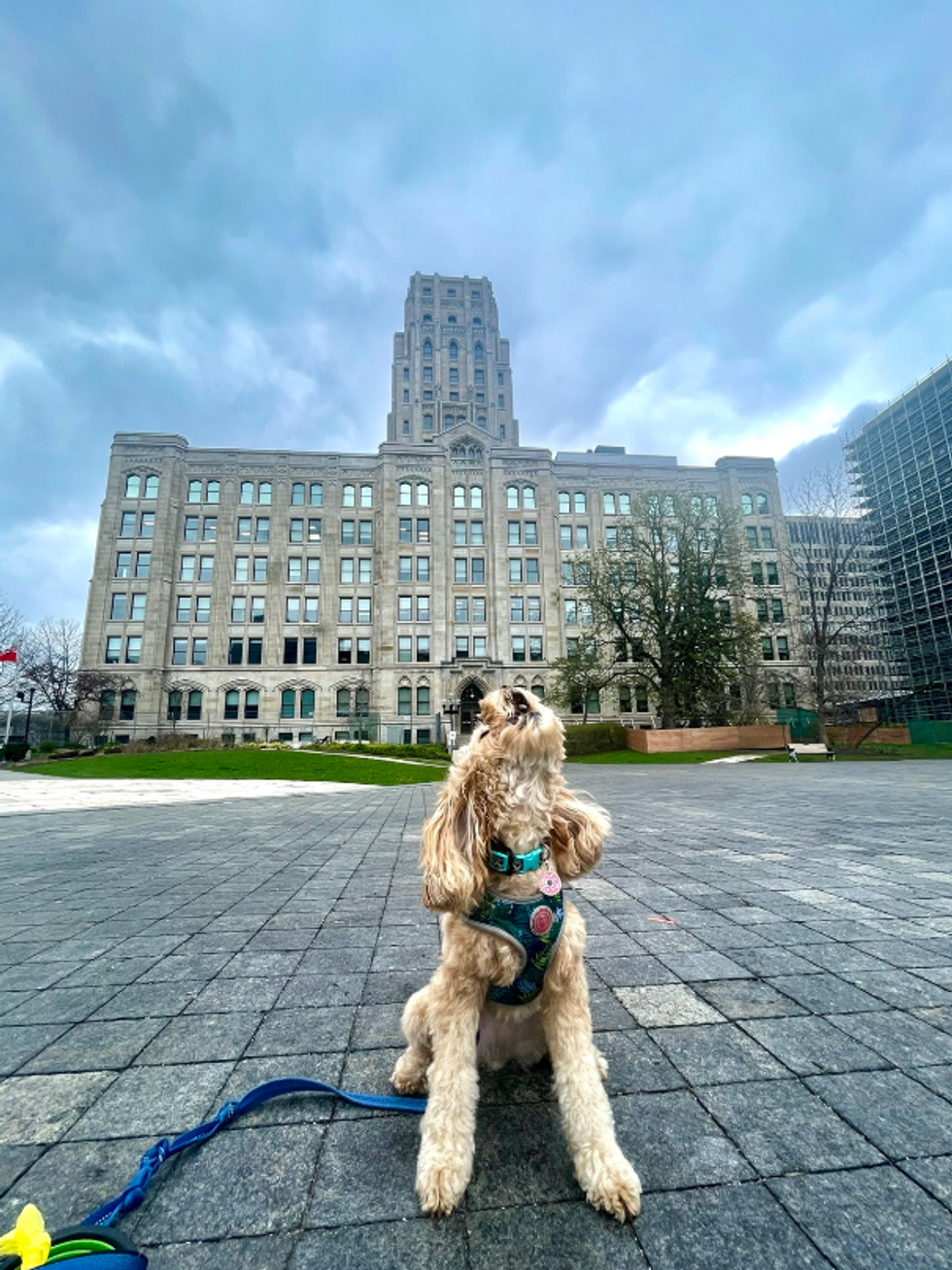 Dog barking in Toronto.
