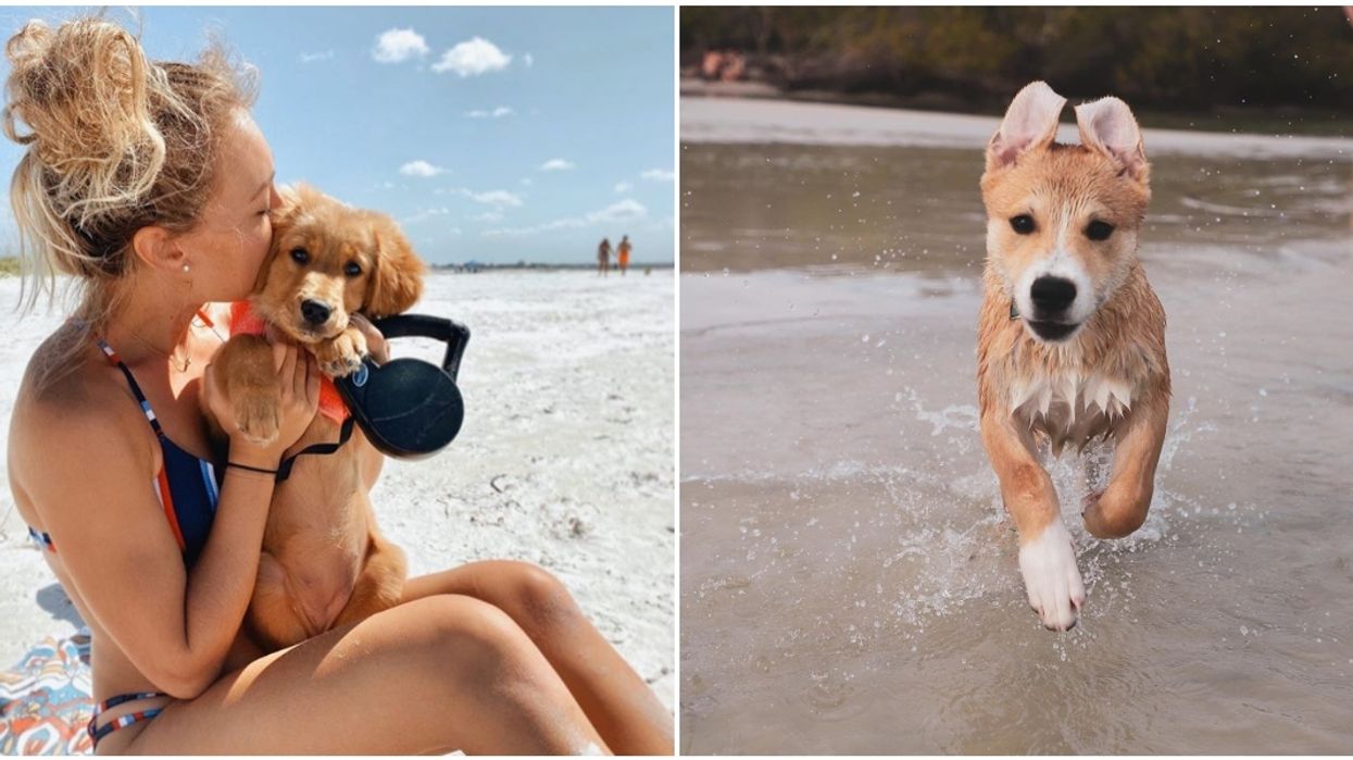 Dog Beaches In Florida That Your Pooch Will Love