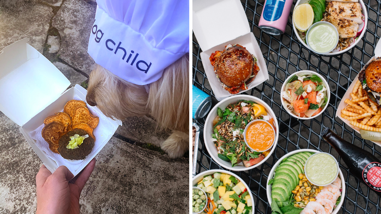 Dog eating burger. Right: Spread of dishes.