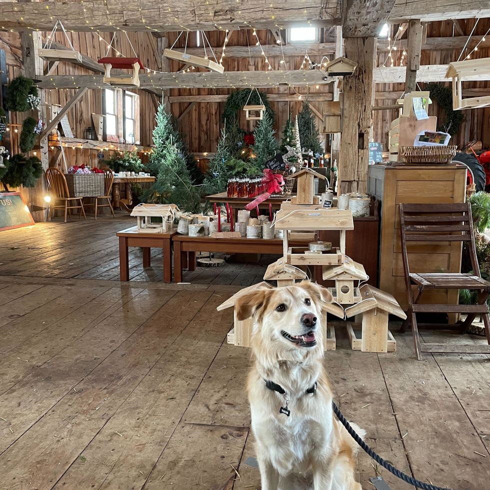 Christmas Tree Farm Near Toronto Is A Winter Wonderland & It's Worth