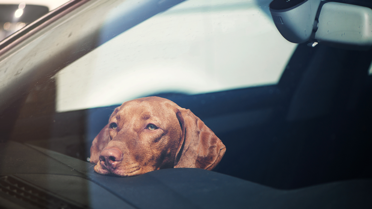Dog Left In Hot Car