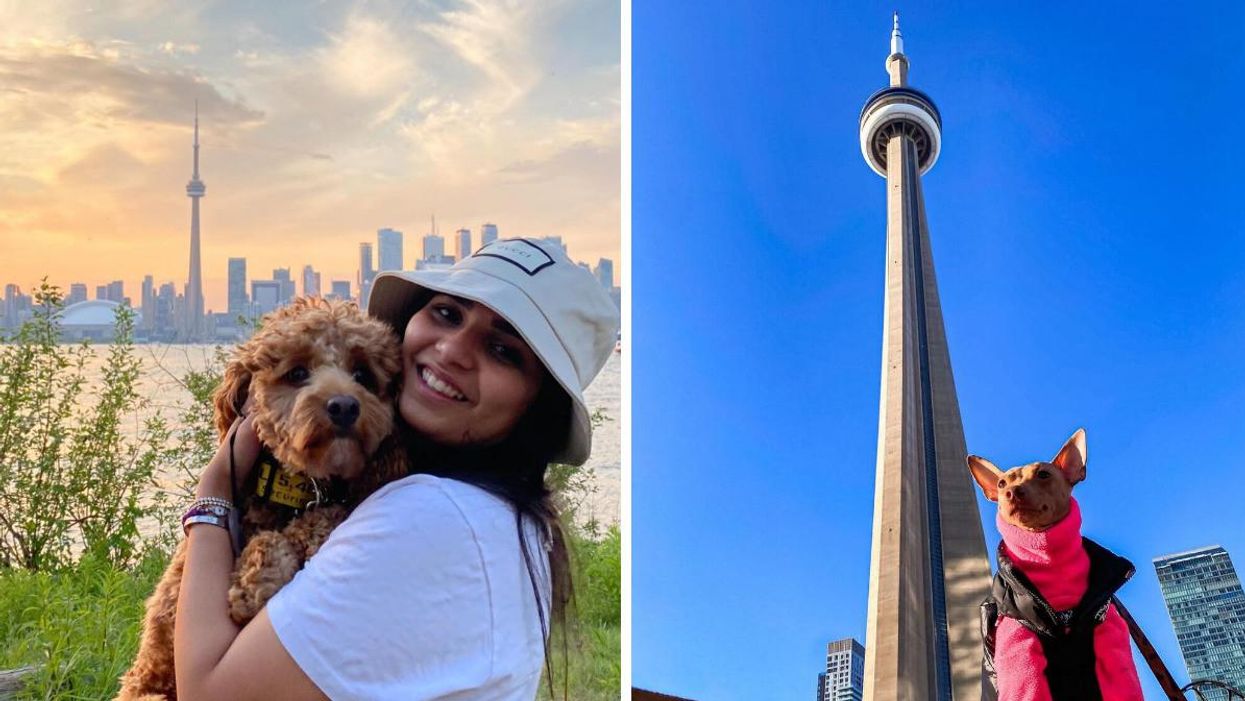 Dog owners enjoying their pet-friendly neighbourhoods in Toronto.