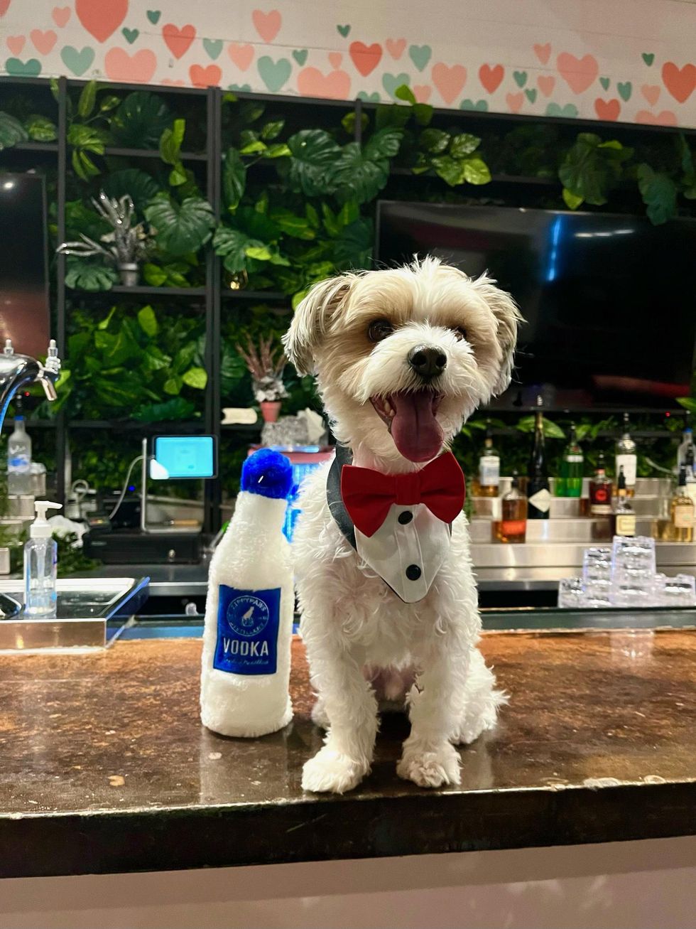 Dog posing with toy.