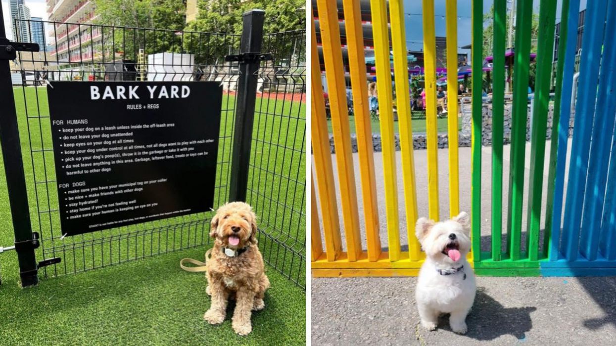 Dog sitting by the Bark Yard fence. Right: Dog sitting by a rainbow fence.