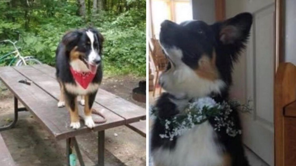 Dog Stolen In Ontario & Police Are Pleading For Its Return