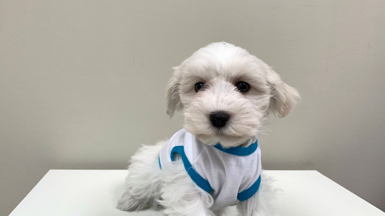 Dog Theft In Peel Had A 9-Week Old Puppy Stolen From Its Owners At Gunpoint