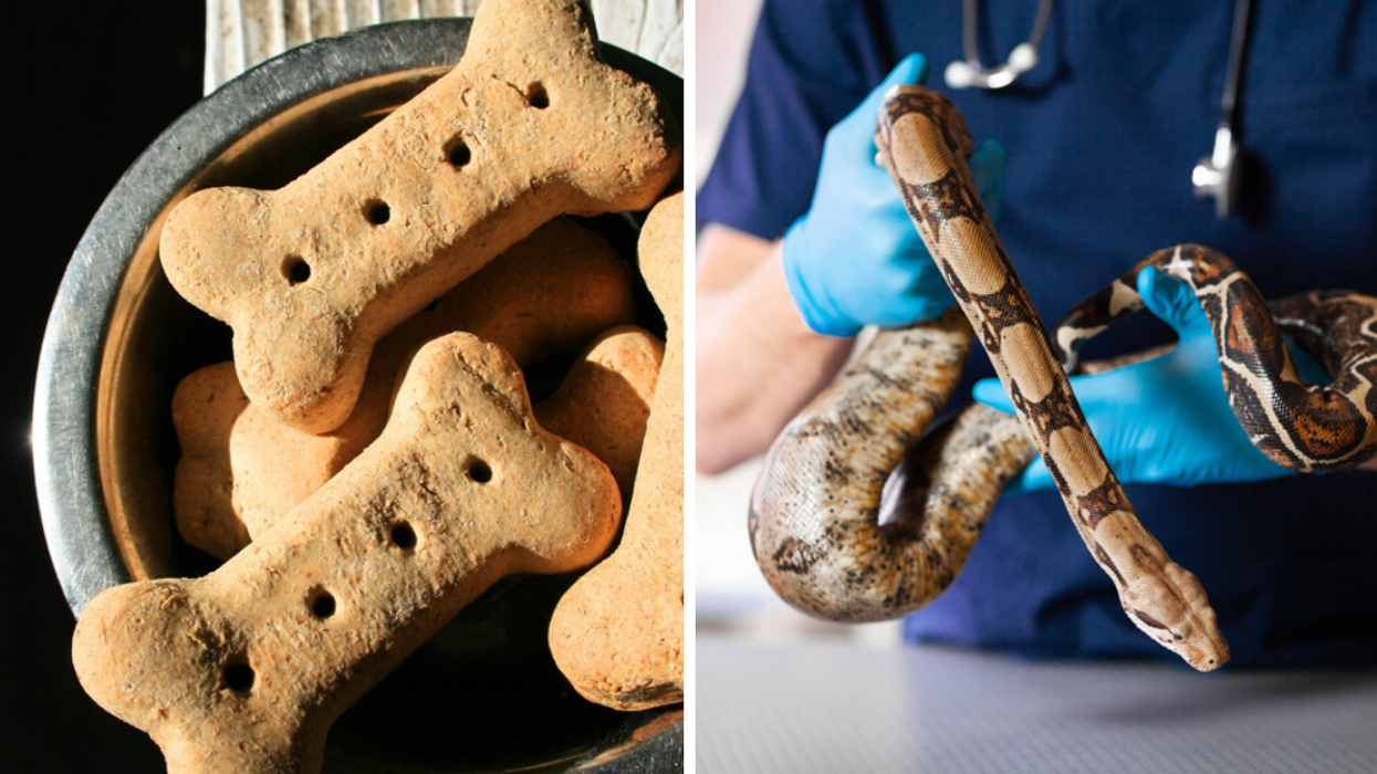 Dog treats. Right: A medical professional carrying a snake.
