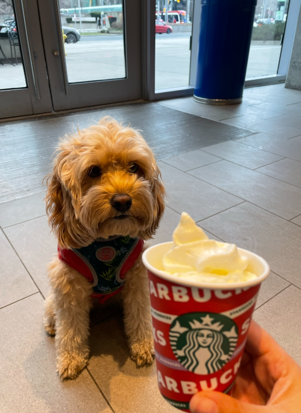 Dog waiting for a Puppacino from Starbucks.