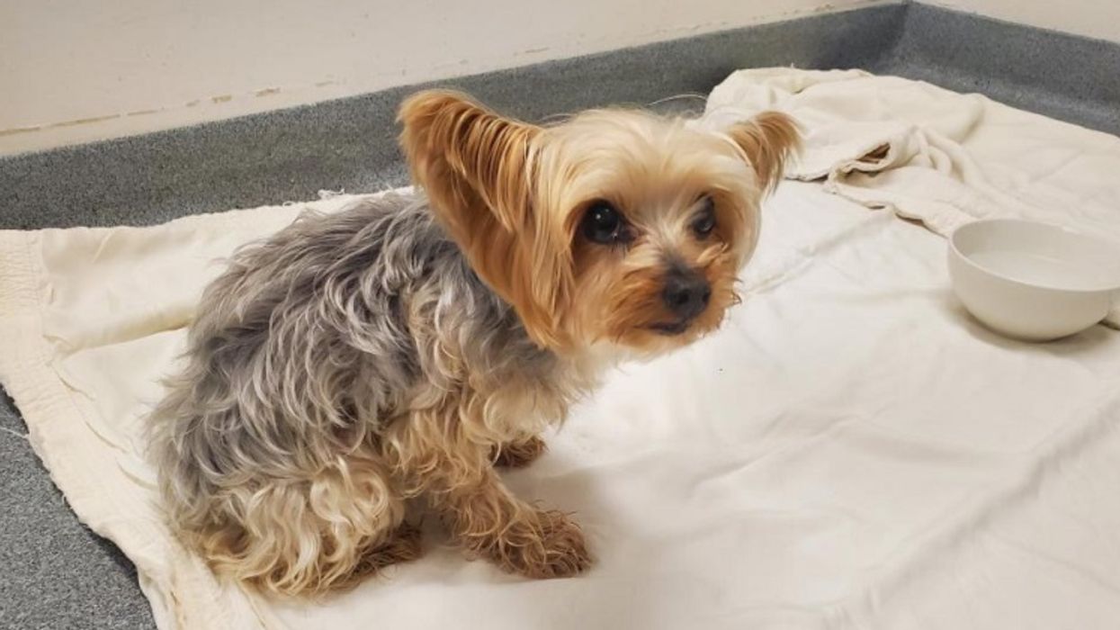 Dognappers In BC Took An 11-Year-Old Yorkie & Now RCMP Are Looking For Them