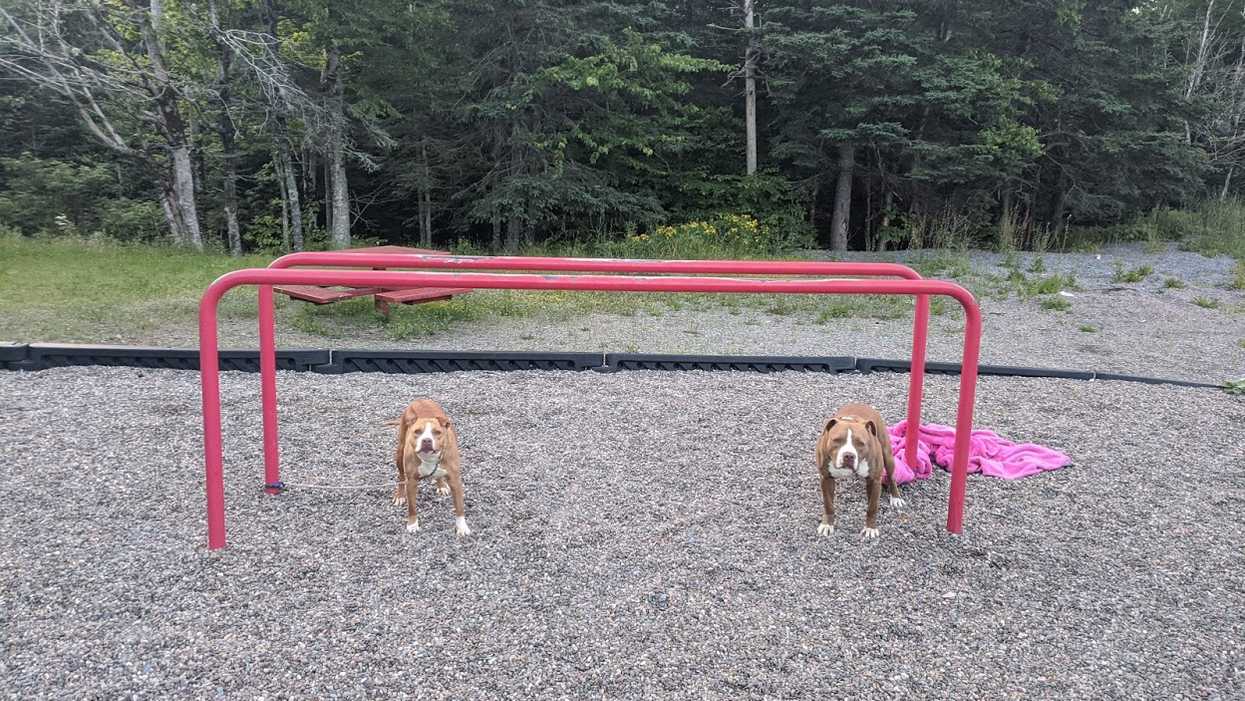 Dogs Abandoned In Nova Scotia & Chained To Monkey Bars So The SPCA Needs Help