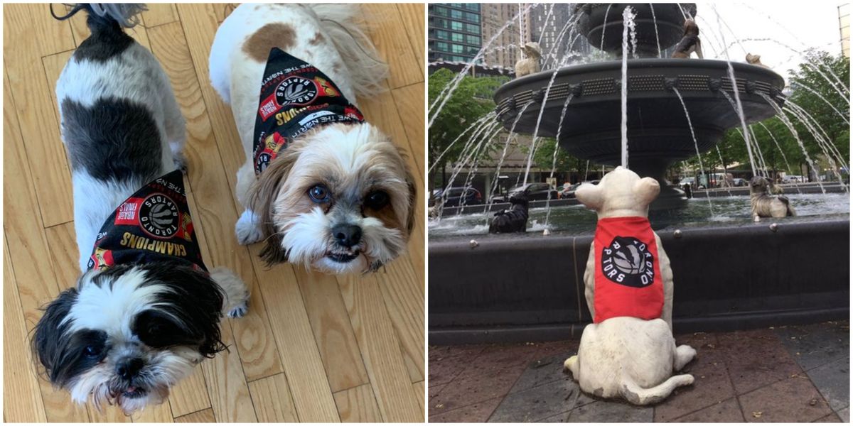 6 Dogs That Are Currently Cheering On The Raptors Better Than The ...
