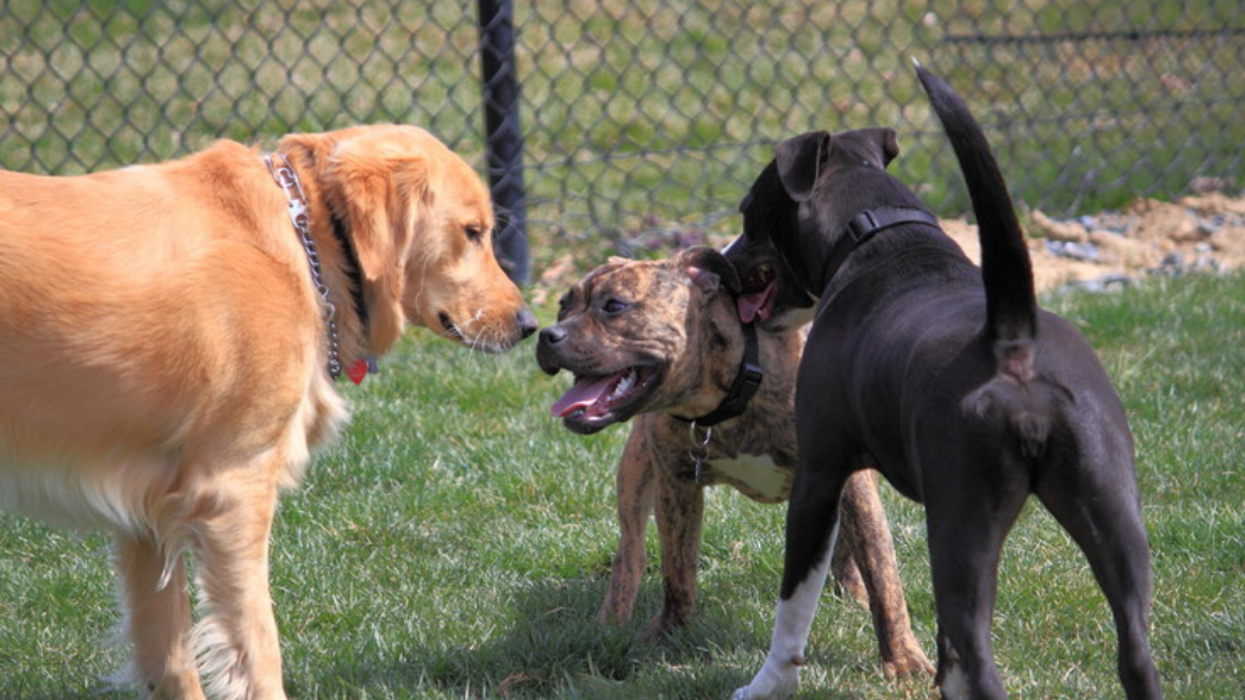 Dogs playing at park.