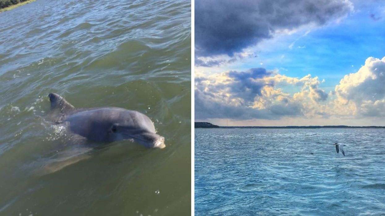 Dolphin off the shore of South Carolina. Right: Hilton Head Island.