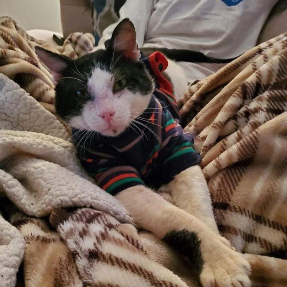 Domestic shorthair cat.