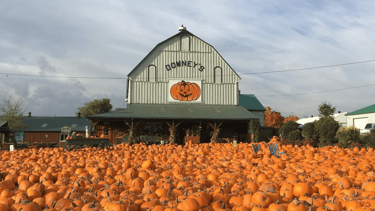 Downey's Farm Pumpkin Patch Closes Due To COVID-19