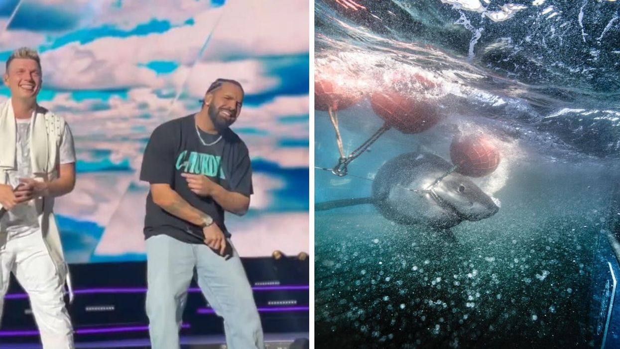 Drake and Nick Carter wanting it that way. Right: Great white shark Maple in the water.