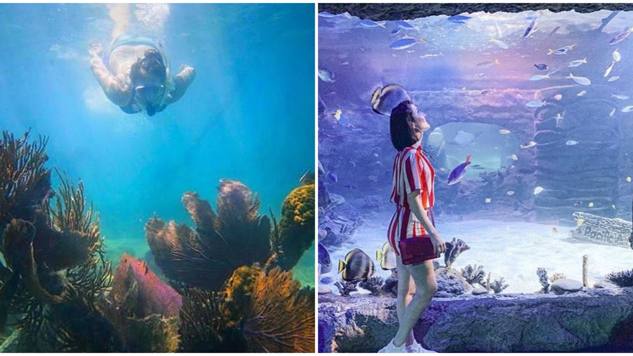 Dreamy Underwater Florida Destinations That Will Immerse You In A Whole New World